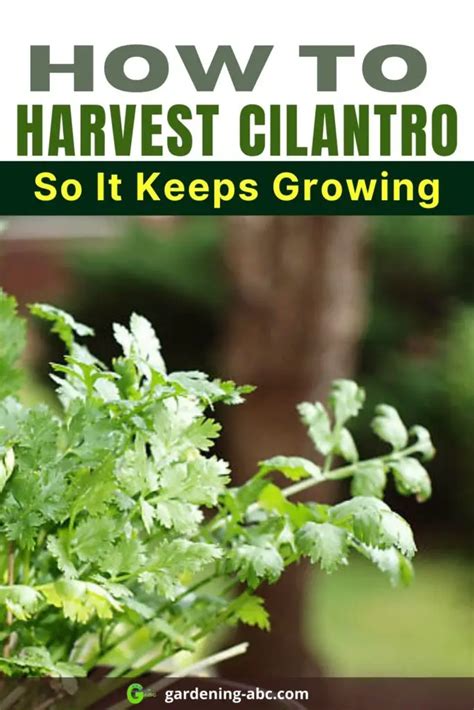 How Do You Harvest Cilantro So It Keeps Growing Simple Guide