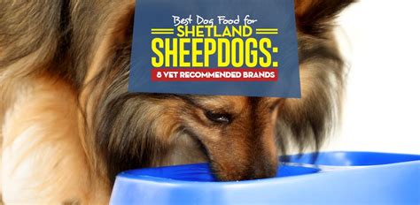 In this list, we're looking into the best choices to help prevent hairballs so you can choose a food option to say goodbye to hairballs for good. Best Dog Food for Shetland Sheepdogs 2020: (Vet ...