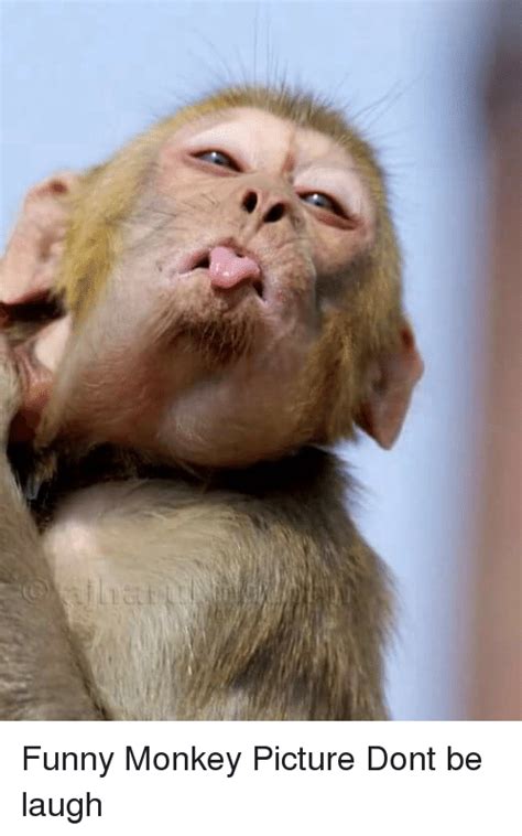 Liat Funny Monkey Picture Dont Be Laugh Funny Meme On Sizzle