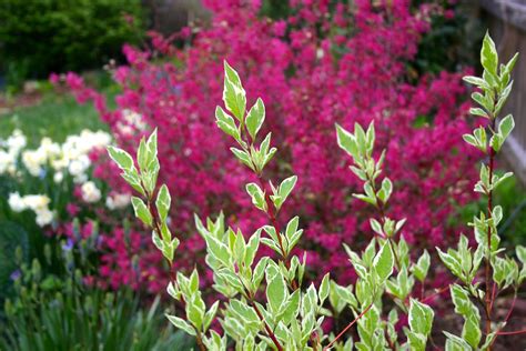 Variegated Red Twig Dogwood With Loropetalum And Narcissus 42313