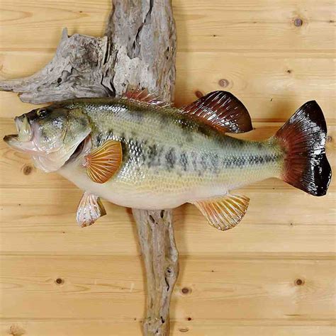Real Skin Fish Mount Largemouth Bass Sw6315 Safariworks Taxidermy