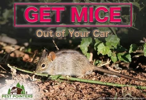 How To Get Mice Out Of Your Car A Step By Step Guide Pest Pointer