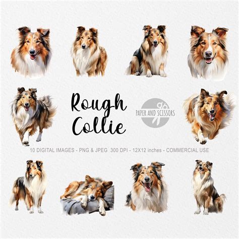 Rough Collie Clipart Rough Collie Png Rough Collie Illustration Dog