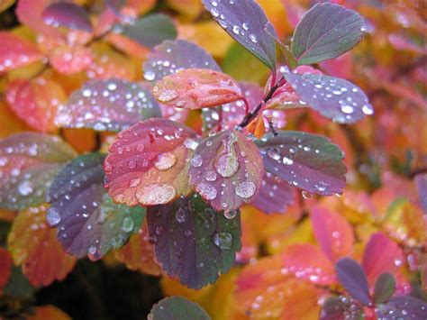 Rain Drops On Colorful Leaves Wallpaper Hd Wallpaper
