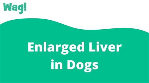 What Causes Enlarged Liver In Dogs
