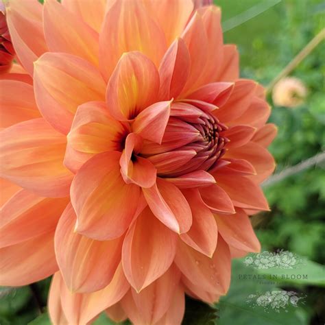 Nicholas Dahlia Tubers Petals In Bloom Flower Farm