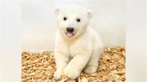 Its A Girl Zoos Adorable Baby Polar Bear Has 1st Checkup