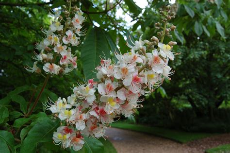 Aesculus Indica 19480162 A Cambridge Botanic Garden