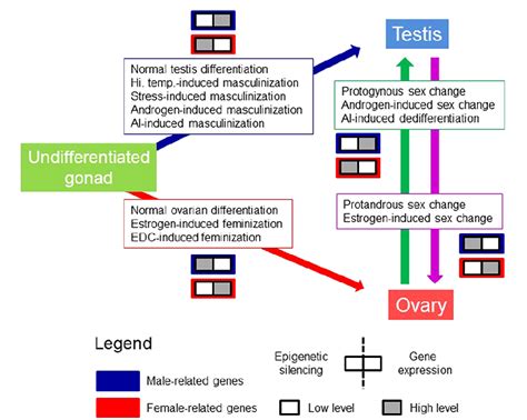 Figure 1 From The Model Of The Conserved Epigenetic Regulation Of Sex