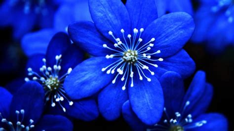 49 Blue Flowers Desktop Wallpaper