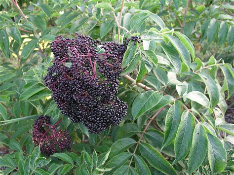 Johns Elderberry Perennial Shrub Sambucus Native 325 Pot Hirt