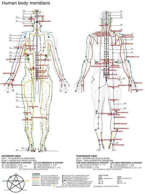 12 Meridians Of The Body Chart