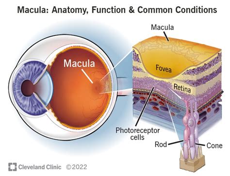 Macula Anatomy Function Common Conditions