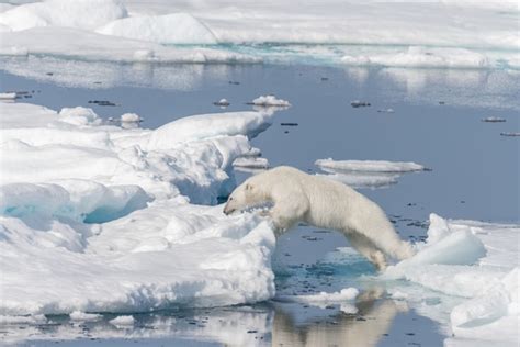 Premium Photo Wild Polar Bear Jumping Across Ice Floes North Of