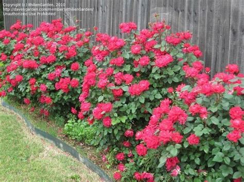 Double Knock Out Rose Bushes 3 1000 Knockout Roses Double