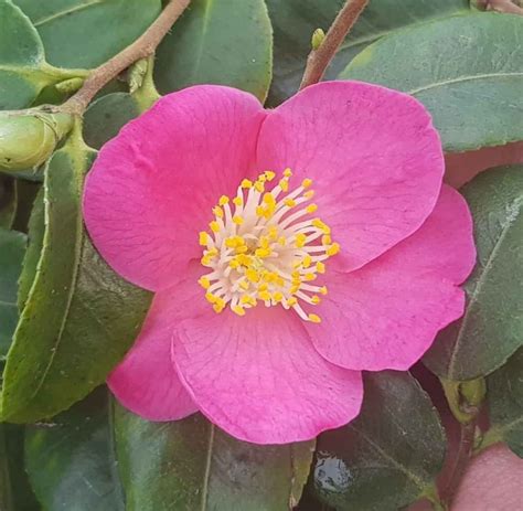 camellia hybride koto no kaori la maison du camélia