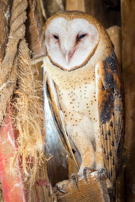Iowa Owl Identification Guide Dnr News Releases