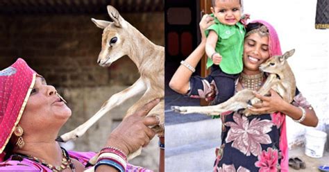 Women Of This Indian Community Breastfeed Baby Deers And Its Inspiring