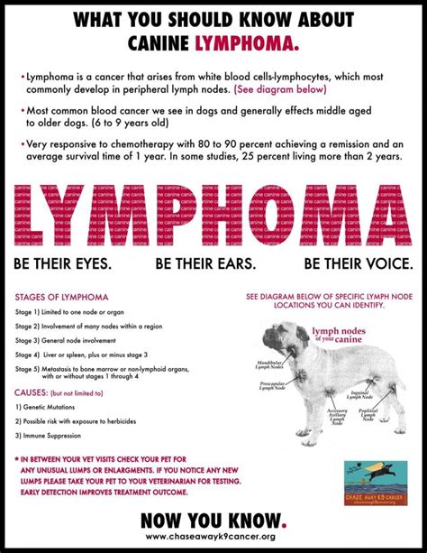 What You Should Know About Canine Lymphoma The Animal Health