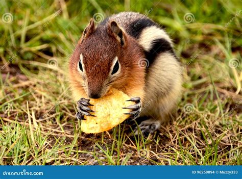 Wild Chipmunk Eating A Potato Chip Stock Photo Image Of Park Claws