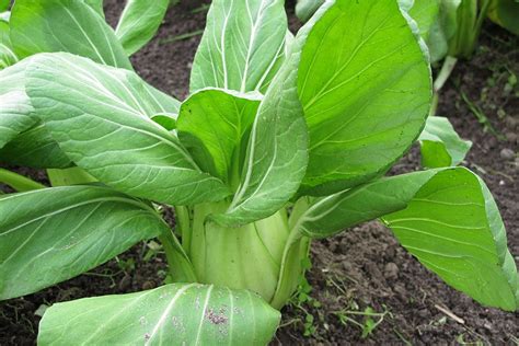 How To Grow Pak Choi Pak Choi Can Be Used In Salads Or Stir Fries As A