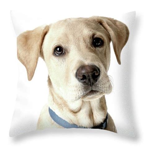 Explore a wide range of the best throw pillow on aliexpress to find one that suits you! Labrador Puppy Throw Pillow for Sale by Gunnar Orn Arnason ...