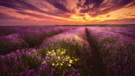 lavender purple flower field under black yellow cloudy sky during sunset hd flowers wallpapers