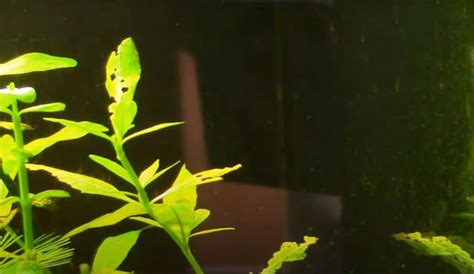 7 Aquarium Algae Types With Pictures Aqua Movement