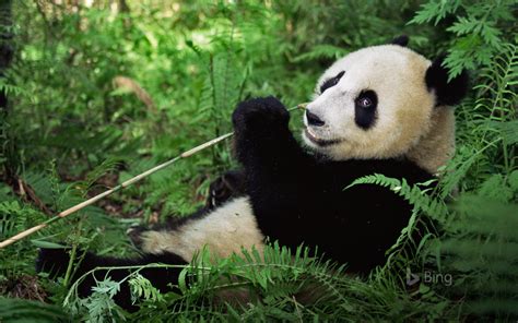 Giant Panda At Wolong National Nature Rreserve Sichuan China Image