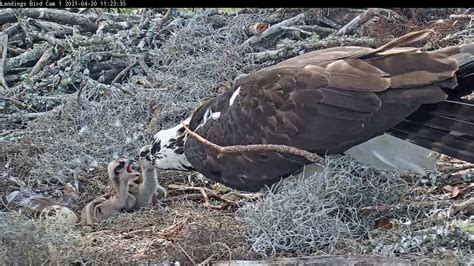 Watch Savannah Ospreys Up Close With The Landings Bird Cam