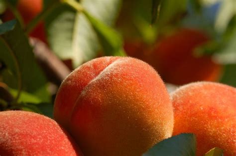 The Buzz About Peach Fuzz And Why We Have It Beverly Hills MD