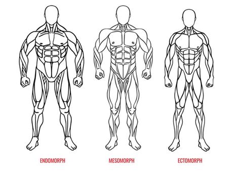 Train For Your Body Type Ectomorph Mesomorph Or Endomorph Somatypes