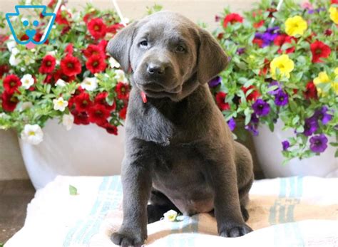 We have bred labs for over 20 + years and have earned a reputation second to none. Garfield | Labrador Retriever - Charcoal Puppy For Sale ...