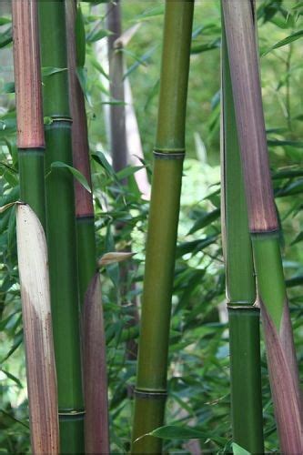 From wikimedia commons, the free media repository. How To Prune Bamboo Plants from the Experts at Wilson Bros ...