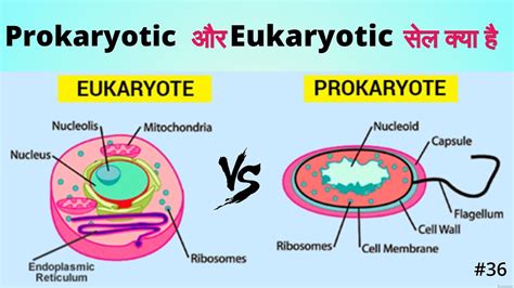 Eukaryotic And Prokaryotic Cells Simple