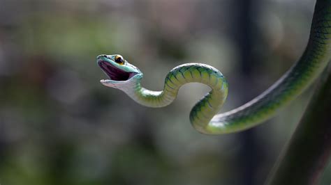 Wallpaper Eastern Green Mamba Snake Macro Blur Animals 4520