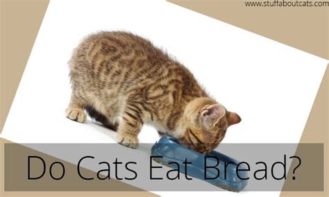 Bread contains neither of these food. Do Cats Eat Bread | Can I Give My Cat