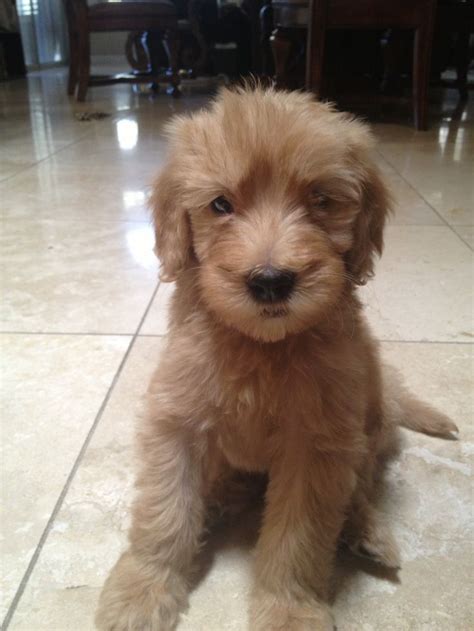 Idog is an approved rescue partner in hundreds of shelters across the country and has an outstanding reputation for helping doodles in need, no matter. goldendoodle puppy (With images) | Goldendoodle puppy ...