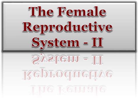Histology Of The Female Reproductive System Ii