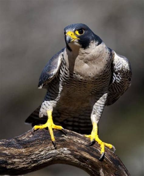 Peregrine Falcon Bird Photography Pet Birds