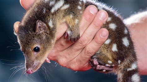 Quoll Tiny Australian Carnivores Hunting Habits Revealed