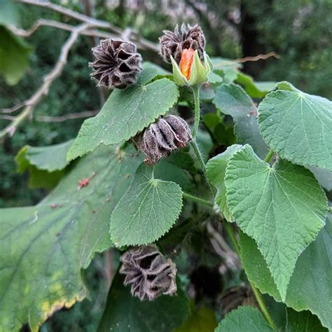 Hairy Abutilon Abutilon Grandifolium Weeds Of Melbourne