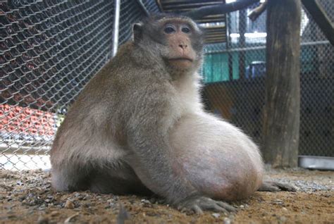 Morbidly Obese Thai Monkey Placed On Strict Diet After Years Gorging On