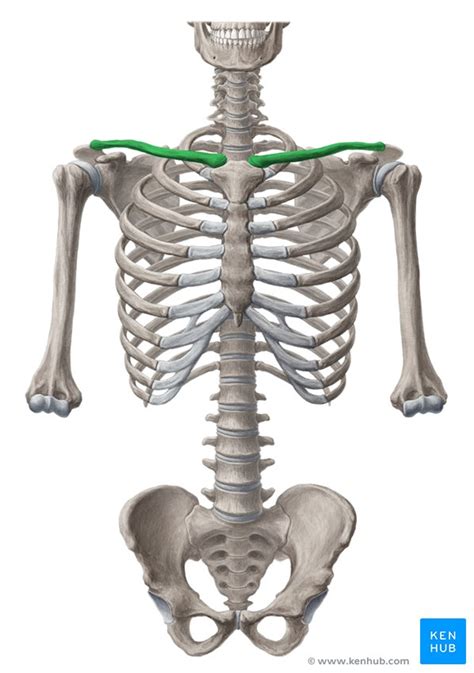 The ribs are elastic arches of bone, which form a large part of the thoracic skeleton. Shoulder girdle: Anatomy, movements and function | Kenhub