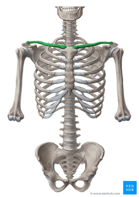Rib anatomy, thoracic rib, rib bone. Shoulder Girdle - Anatomy, Movements and Function | Kenhub