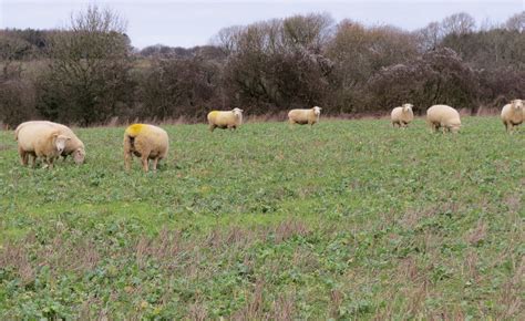 Cover Crops And Integrating Livestock Into Arable Rotations Homegrown