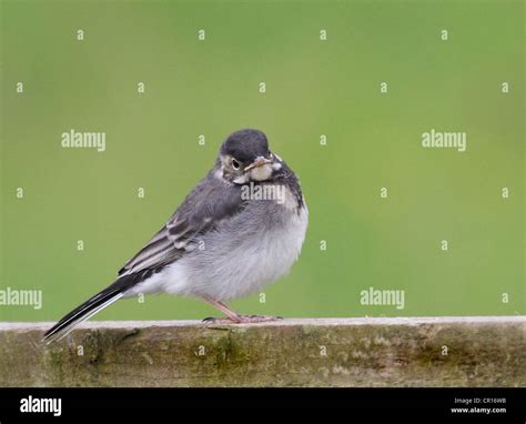 Baby Pied Wagtail Sitting On A Fence Stock Photo Alamy