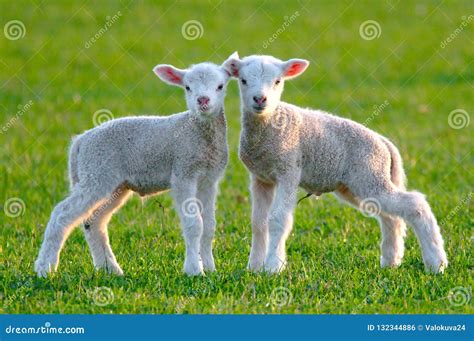 Two Cute Lambs Stock Photo Image Of Lamb Farmer Babies 132344886