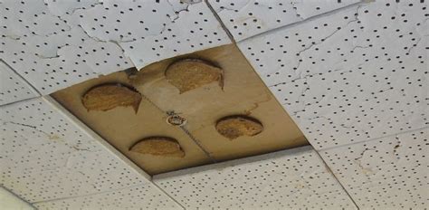 Asbestos In School Ceiling Tiles Shelly Lighting