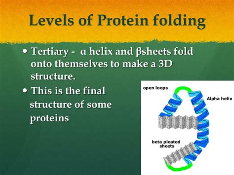 Ppt Protein Synthesis And Protein Folding Powerpoint Presentation